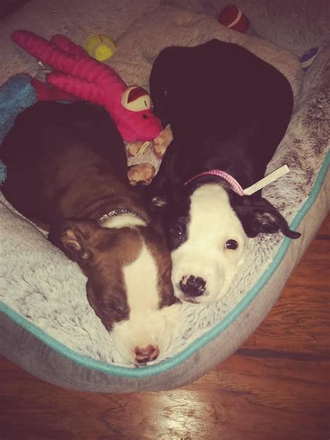 Adopted These Pit Bull Terrier Mix Puppies Over The Weekend Meet