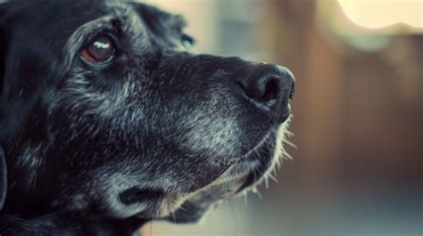 Perch Meglio Adottare Un Cane Anziano