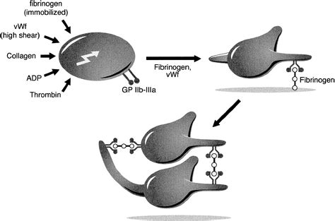 Platelet Glycoprotein IIb IIIa Antagonists Circulation