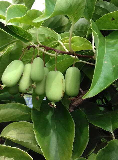 Актинидия джамбо описание сорта фото отзывы (Большое количество ...