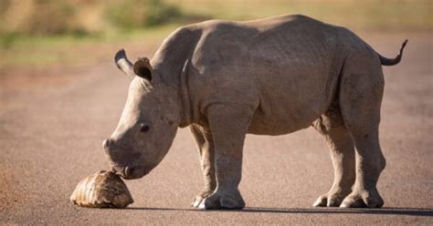 Rhinos Gestation Period How Long Are Rhinos Pregnant A Z Animals