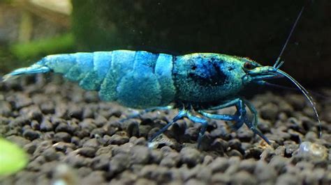 Taiwan Bee Shrimp Aquarium Shrimp Keeping