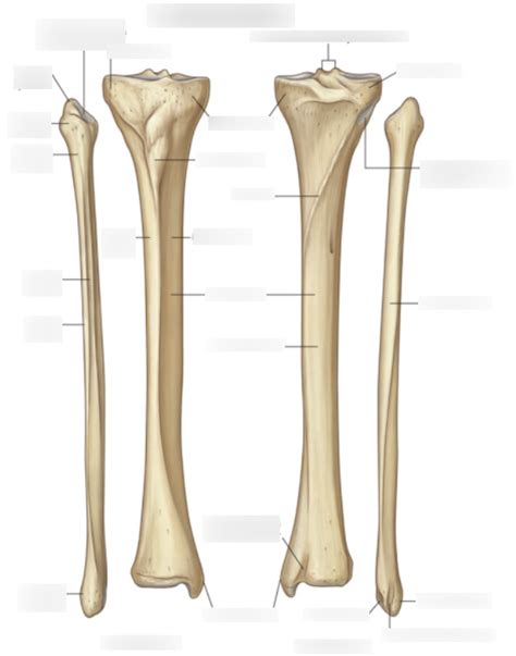 Lab Diagram Tibia Fibula Diagram Quizlet