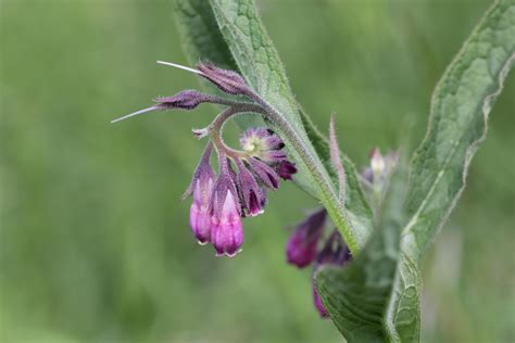 Vroege Vogels Foto Planten Smeerwortel