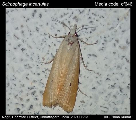 Scirpophaga Incertulas Walker 1863 Yellow Stem Borer Moths