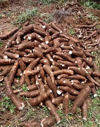 Maravalli Kizhangu At ₹ 14kg कसावा चिप्स In Tiruchirappalli Id