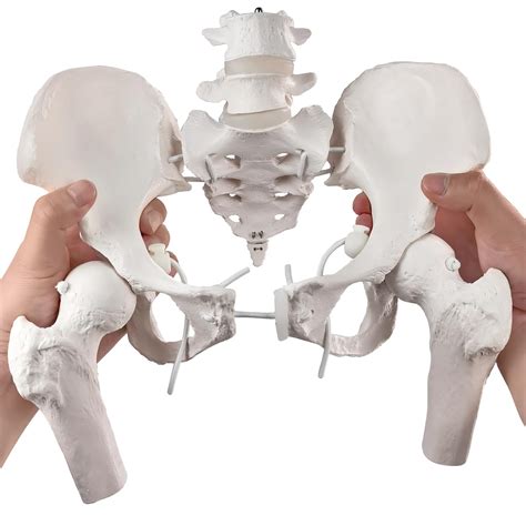 Merinden Movable Female Pelvis Model W Elastic Two Movable Femur