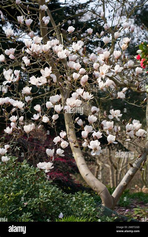 Magnolia Milky Way Stock Photo Alamy