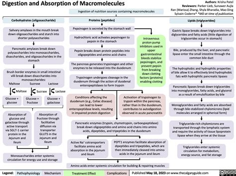 Digestion And Absorption Of Macromolecules Calgary Guide