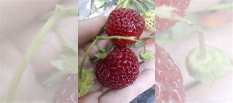 Клубника Мице Шиндлер купить в Твери | Товары для дома и дачи | Авито