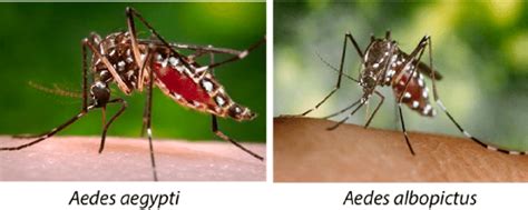 Aedes Aegypti And Ae Albopictus Mosquitoes Okafor Health And Care