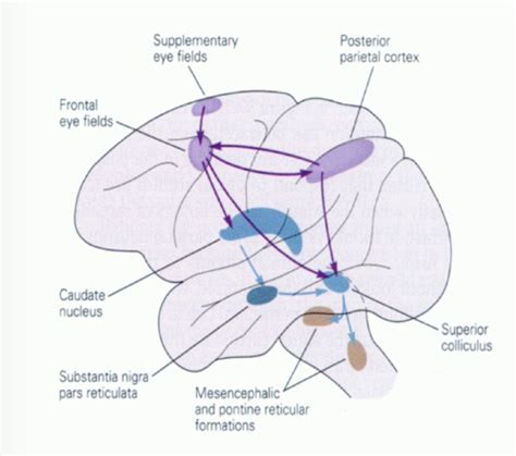 Vf Superior Colliculus Frontal Eye Field And Basal Ganglia Flashcards