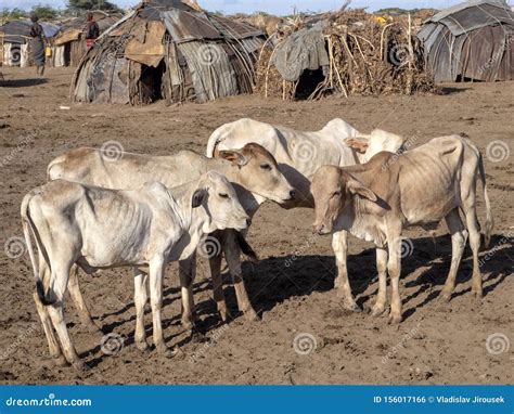 Sheep In Corral In Dassanech River Village Omo Ethiopia Stock Photo