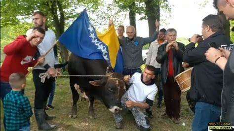 Korida I Teferi I Najbolje Borbe Bikova U Bosni Spektakl Goj In