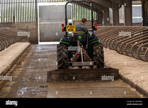 Scraping Out Slurry In A Cattle Shed Using A Mini John Deere Tractor