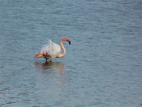 Flamant Rose Bouriff Une Colonie De Flamants Roses Flickr