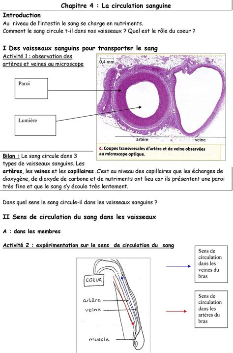 Au Niveau De L Intestin Le Sang Se Charge En Nutriments Comment Le