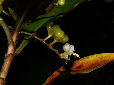 Pollia – eFlora of India