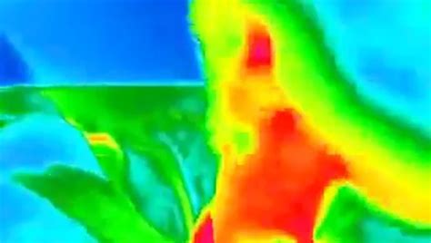 Free Gay Porn Videos Trending Porno Movies 2249 XHamster