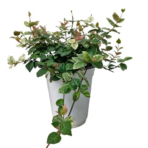 Trachelospermum Asiaticum Asiatic Jasmine