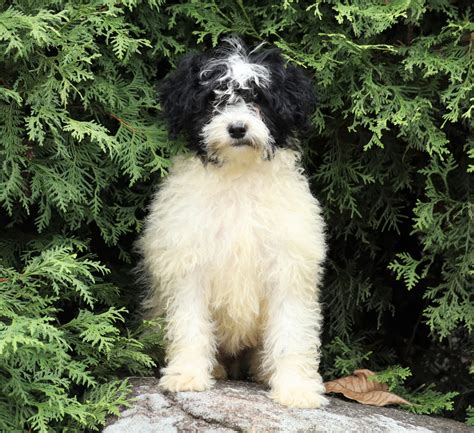 Mini Porti-Doodle For Sale Fredericksburg, OH Female- Lucy – AC Puppies LLC