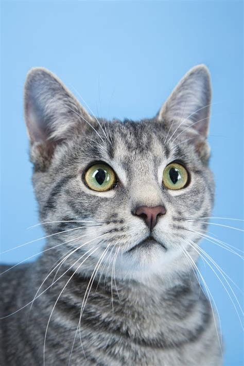 Gray striped cat. stock image. Image of tabby, indoors - 2045685