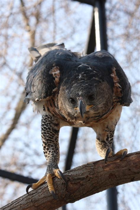 African Crowned Eagle
