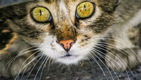 tout savoir sur les yeux du chat yummypets