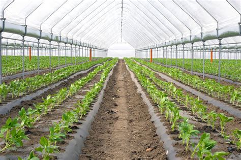 Organic Farming Paprika In Greenhouse — Stock Photo © Superbo 10144732