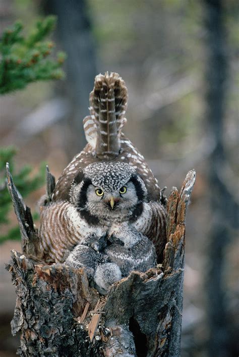 Northern Hawk Owl