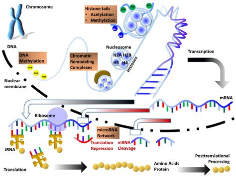 Histone Methylation Gene Expression