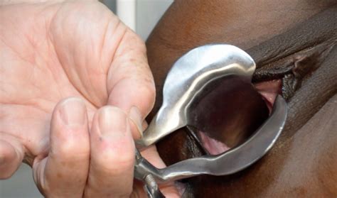 Total Pussy GYNO Fun Large Collin Speculum ManyVids