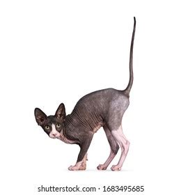 Thousand Butt Naked Royalty Free Images Stock Photos Pictures Shutterstock