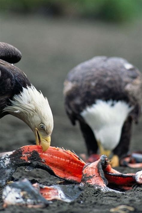 What do bald eagles eat?