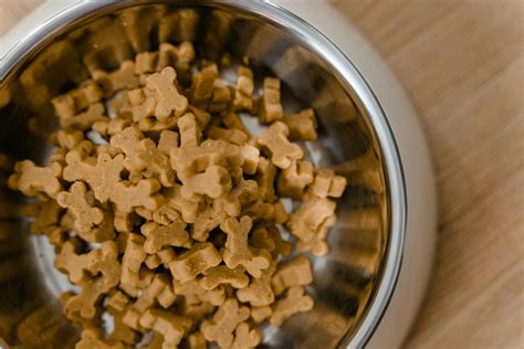 Warnings Issued: Cancer Causing Dog Food Brands Exposed