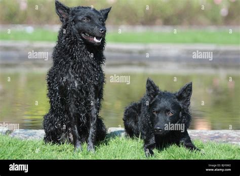 Mudis hi-res stock photography and images - Alamy