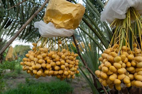 Yellow Fresh Dates Bunch Hanging From A Date Palm Tree Stock Photo