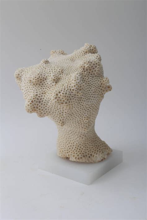 White Specimen Conch Shell Form Coral For Sale At 1stdibs