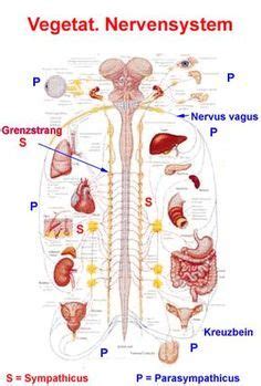 Vegetatives Nervensystem Autonomic Nervous System Nervous System