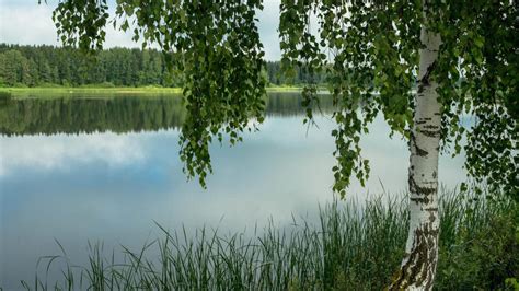 Береза на берегу реки (72 фото)