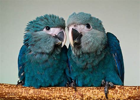 Ararinha Azul Nome Cientifico - Ararinha-azul (Cyanopsitta spixii) | Cyan parrot