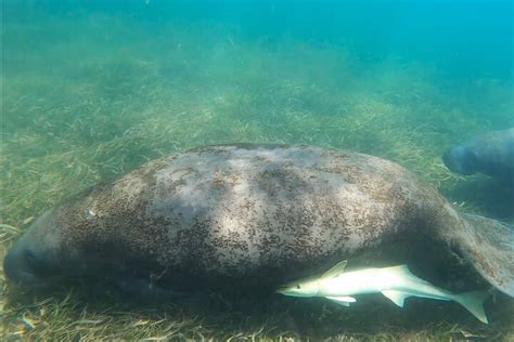 2024 (Puerto Rico) San Juan Snorkel with Manatees and Turtles with Free Rum