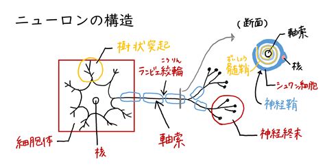 ニューロン神経細胞 okke