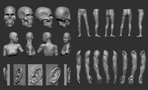 Anatomy Sculpts by Rappenem on DeviantArt