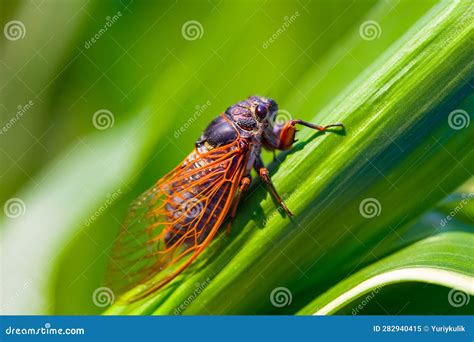 Huge Cicada Sit On The Corn Leaf Stock Image Image Of Cicada Huge