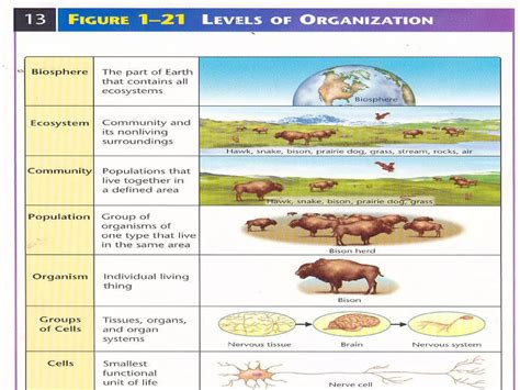 Presentation01 - Hierarchy Of Biological Organization | PPT