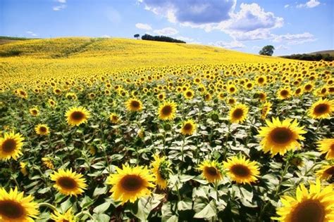 Những hình ảnh thiên nhiên về mùa xuân làm ngất ngây lòng người Thư viện Ảnh đẹp hot nhất 2025