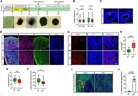 Phenotypes Of Ngly1 Organoids A Schematic Diagram Of Forebrain