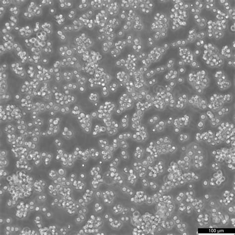 mouse cell lines  cell lines authenticated tested