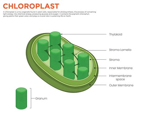 Unveiling The Powerhouse Of Plant Cells What Does A Chloroplast Do